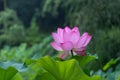 Ã¨ÂÂ·Ã¨Å Â±Ã¯Â¼ËÃ¥Â­Â¦Ã¥ÂÂÃ¯Â¼Å¡Nelumbo SP.Ã¯Â¼âºÃ¨â¹Â±Ã¦ââ¡Ã¥ÂÂÃ§Â§Â°Ã¯Â¼Å¡Lotus flowerÃ¯Â¼â° Lotus scientific name: Nelumbo sp.; English Name: lotus flower